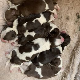 Havanese Puppies from Peace Love Havanese