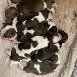 Havanese Puppies from Peace Love Havanese
