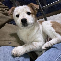 Australian Cattle Dog and Companion Cross Puppies from MX Kennel - Central MO