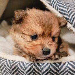 Pomeranian Puppies from Mayhew's Pomeranian Pups