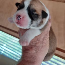 Pembroke Welsh Corgi Puppies from Gary's Pembroke Welsh Corgis