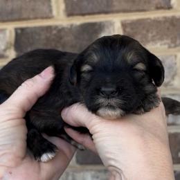 Snickers - Grizzle female Sheepadoodle puppy in Cartersville, Georgia from Simply Blessed Doodles