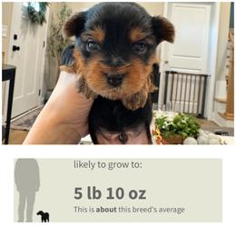Scooter - Black and gold male Morkie puppy in Cleveland, Tennessee from Moody’s Morkies and More