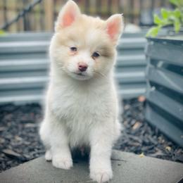 Santorini (Pet Only Contract) - Lavender male Pomsky puppy in Greenville, South Carolina from Thicketty Mountain Pomskies