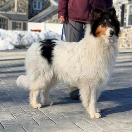 Moo - White female Collie puppy in New Windsor, New York from Eye Spy