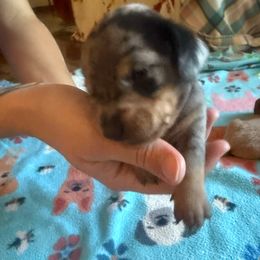 1 - Dapple male Dachshund puppy in Lakecreek, Oregon from Forever Doxie