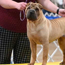 Chinese Shar-Pei and Irish Wolfhounds from Celtic Clover Hounds