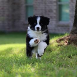 Ion - Black tri-color male Australian Shepherd puppy in Weatherford, Texas from Ridgestar Aussies