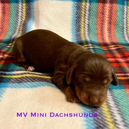 Ruffian - Chocolate and tan female Dachshund puppy in Carlsbad, Texas from MV Mini Dachshunds
