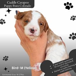 Lady Bird - Blenheim male Cavapoo puppy in Fort Lupton, Colorado from Puppy Paws Colorado