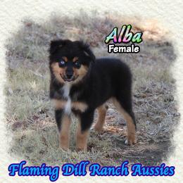 Alba - Black tri female Miniature Australian Shepherd puppy in Forestburg, Texas from Flaming Dill Ranch Aussies