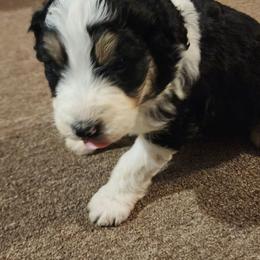 Cowboy - Black tri-color male Aussiedoodle puppy in Mount Clare, West Virginia from Pineview Farms Australian Shepherds