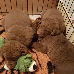 Chesapeake Bay Retriever Puppies from North Flow Chesapeakes