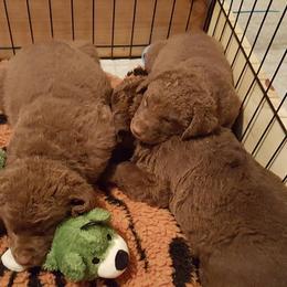 Chesapeake Bay Retriever Puppies from North Flow Chesapeakes