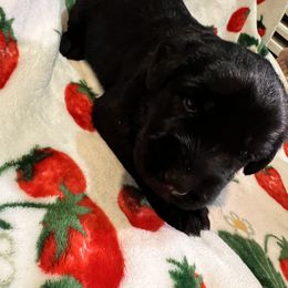 Giant Schnauzer Puppies from Toledo Bend Giants Vom Zitronen