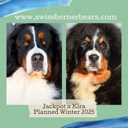 Bernese Mountain Dog puppies from Swiss Berner Bears