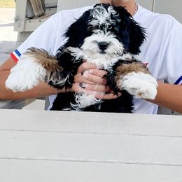 Bernedoodle Puppies from Furry Tail Doodles