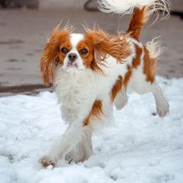Cavalier King Charles Spaniel Puppies from Ellas.Pups