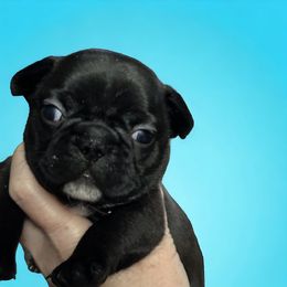 Tyrion - Brindle and white French Bulldog puppy in Ohio from Legend French Bulldogs