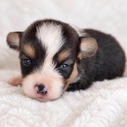 Girl 1 - Black and tan female Pembroke Welsh Corgi puppy in Beggs, Oklahoma from Blue Diamond Corgi’s