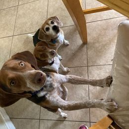 Sir Rigby - Beagle