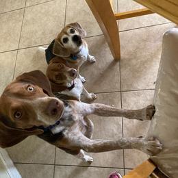 Sir Rigby - Beagle