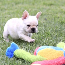 French Bulldog, Goldendoodle, and Golden Retriever Puppies from Crystal Coast Kennels, LLC
