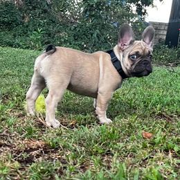 French Bulldog Puppies from Kuumaka Kanines