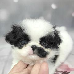 Boy 2 - White and black male Japanese Chin puppy in Kissimmee, Florida from kennel ASTRAGUS