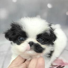 Boy 2 - White and black male Japanese Chin puppy in Kissimmee, Florida from kennel ASTRAGUS