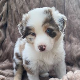 Boy 1 - Red merle Miniature Australian Shepherd puppy in Watson, Louisiana from Duncan’s Miniature Australian Shepherds
