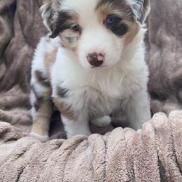 Boy 1 - Red merle Miniature Australian Shepherd puppy in Watson, Louisiana from Duncan’s Miniature Australian Shepherds