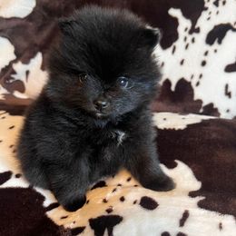 Girl 2 - Black female Pomeranian puppy in Newalla, Oklahoma from Classy Poms