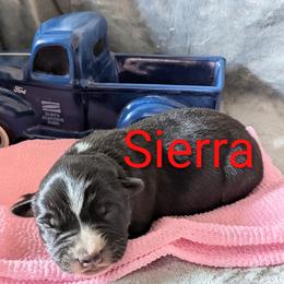 Sierra - Black tri-color female Australian Shepherd puppy in Parker, Colorado from Legacy Ranch Australian Shepherds