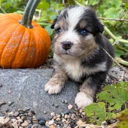 Lake Bemidji - Blue merle male Miniature Australian Shepherd puppy in Priest River, Minnesota from Offgrid Aussies