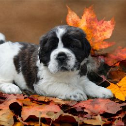 Chinese Shar-Pei, Cocker Spaniel, and Companion Cross Puppies from Mini Hippo Land