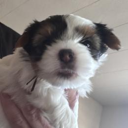 Brownie - Parti male Yorkshire Terrier puppy in La Verne, California from Heavenly Parti Yorkies