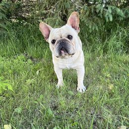 Zippy - French Bulldog
