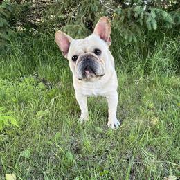 Zippy - French Bulldog