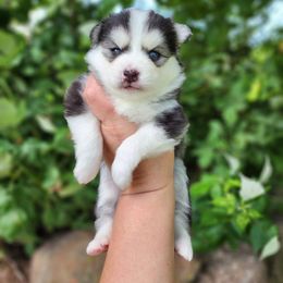 Bluebird's Olive - Black and white female Pomsky puppy in Princeton, Minnesota from Bluebird House of Pomsky