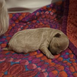 Boy 2 - Cream male Maltipoo puppy in Tulsa, Oklahoma from Sunset Farm (Formally Florida)