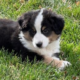 James Bond (J.B.) - Black tri Miniature Australian Shepherd puppy in Colorado from Pittenweem Farm