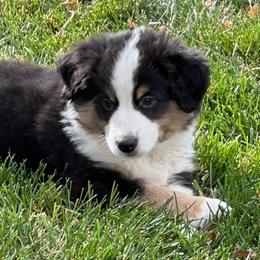 James Bond (J.B.) - Black tri Miniature Australian Shepherd puppy in Colorado from Pittenweem Farm