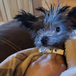 Chinese Cresteds from Mini Blessings Kennel