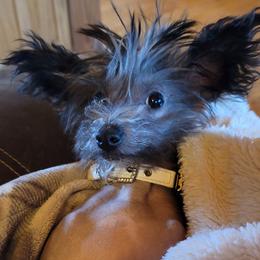 Chinese Cresteds from Mini Blessings Kennel