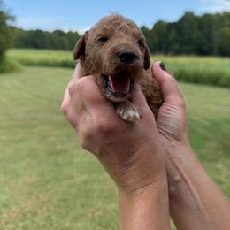 Hank - Apricot male Goldendoodle puppy in Statesville, North Carolina from Ashley's Goldendoodles and Cavapoos