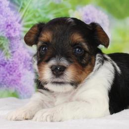 Bella 4400 - Black tan and white female Biewer Terrier puppy in Ambrose, Georgia from Southern Star Biewer Terriers