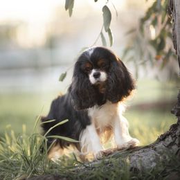 Austi - Cavalier King Charles Spaniel