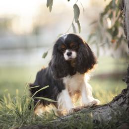 Austi - Cavalier King Charles Spaniel