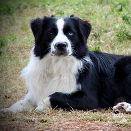 Cubby - Australian Shepherd
